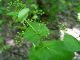 Image of taxon representative. Author is Александр Иванов