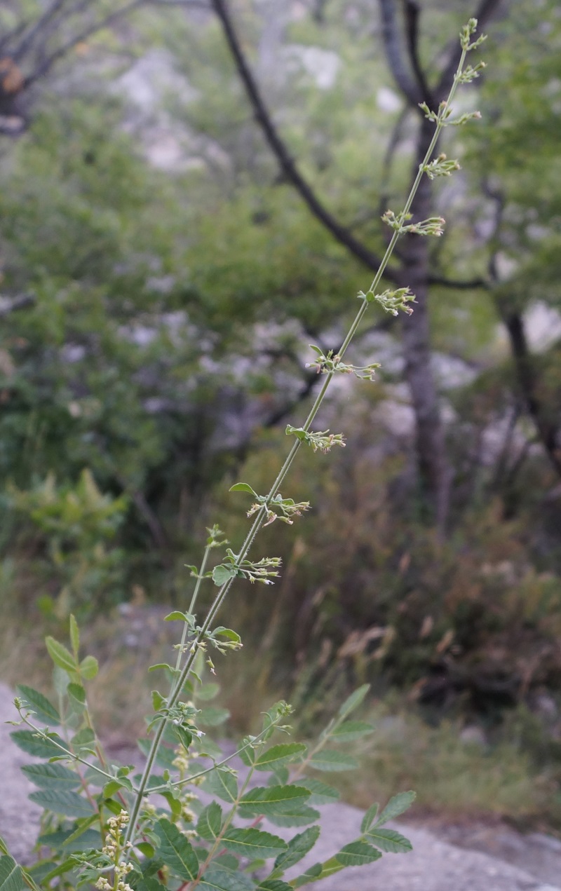 Изображение особи Clinopodium spruneri.