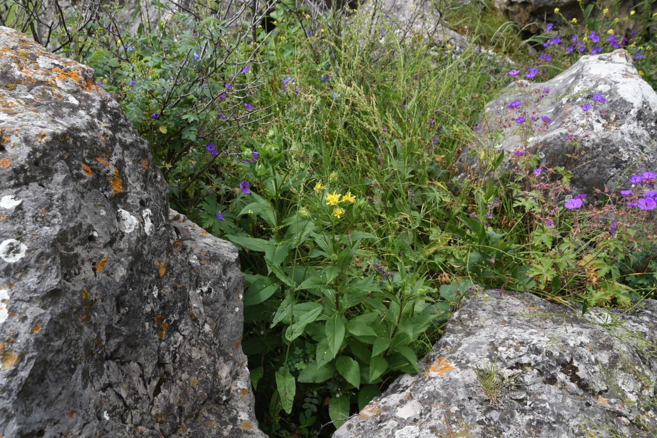 Image of Senecio propinquus specimen.