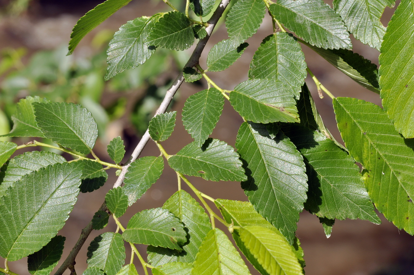 Image of genus Ulmus specimen.