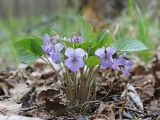 Смотреть изображение Viola selkirkii