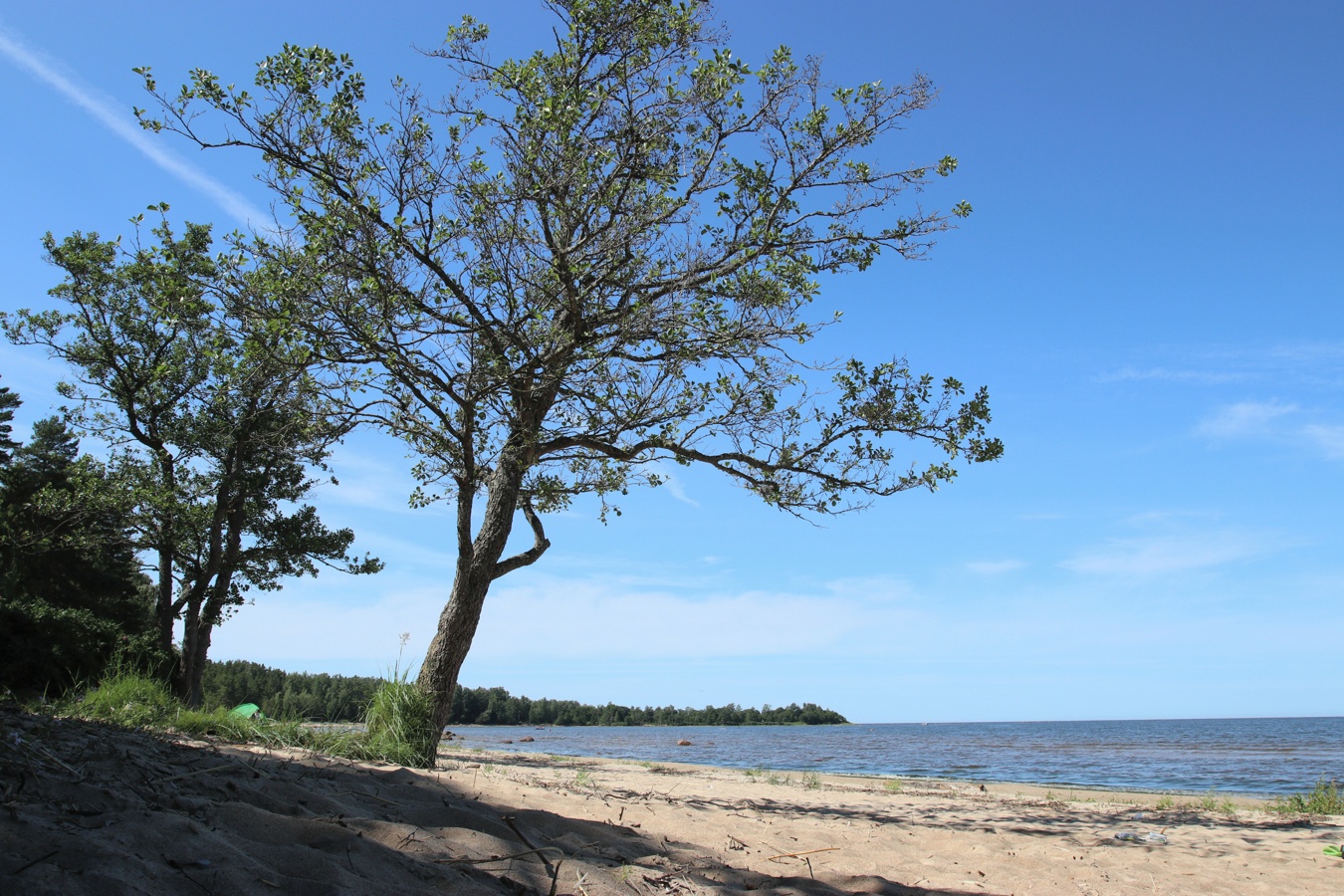 Image of Alnus glutinosa specimen.