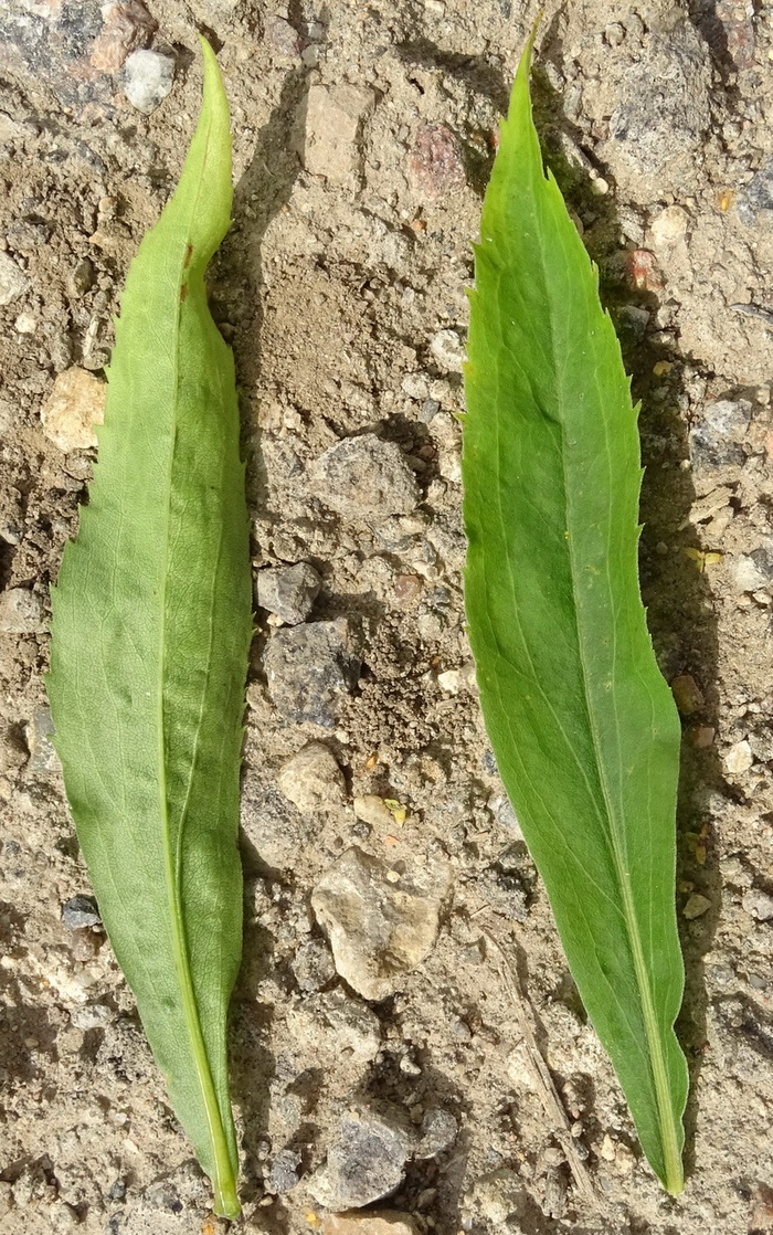 Image of Solidago canadensis specimen.