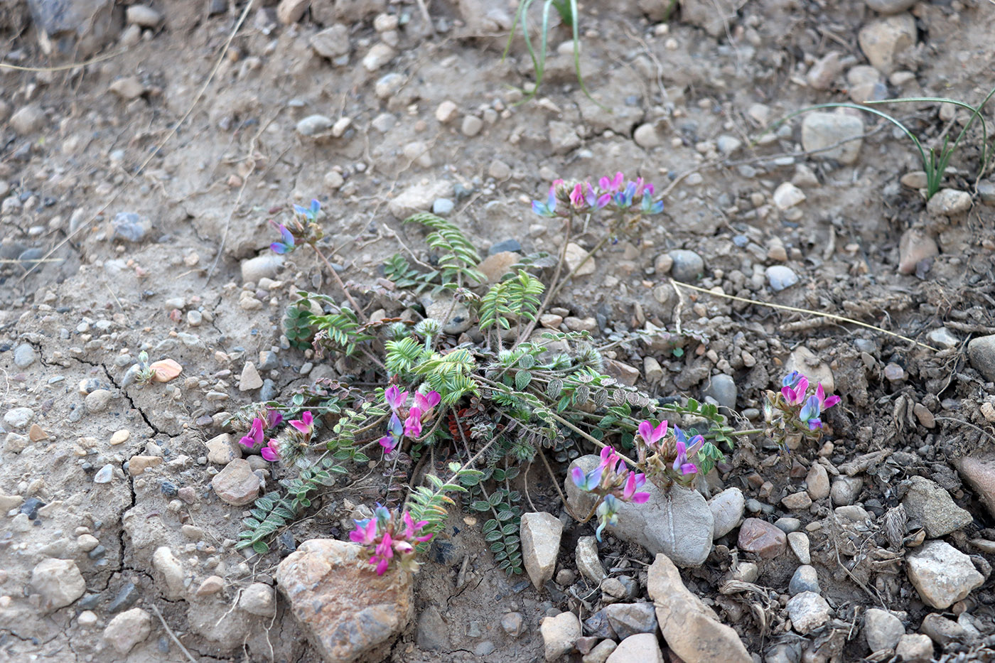 Image of Oxytropis litwinowii specimen.