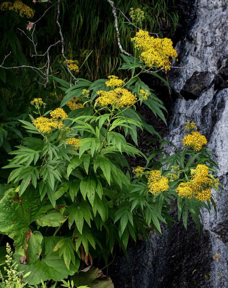 Изображение особи Senecio cannabifolius.