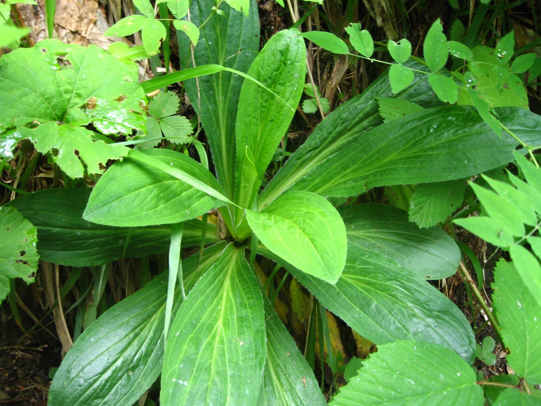 Image of Digitalis schischkinii specimen.