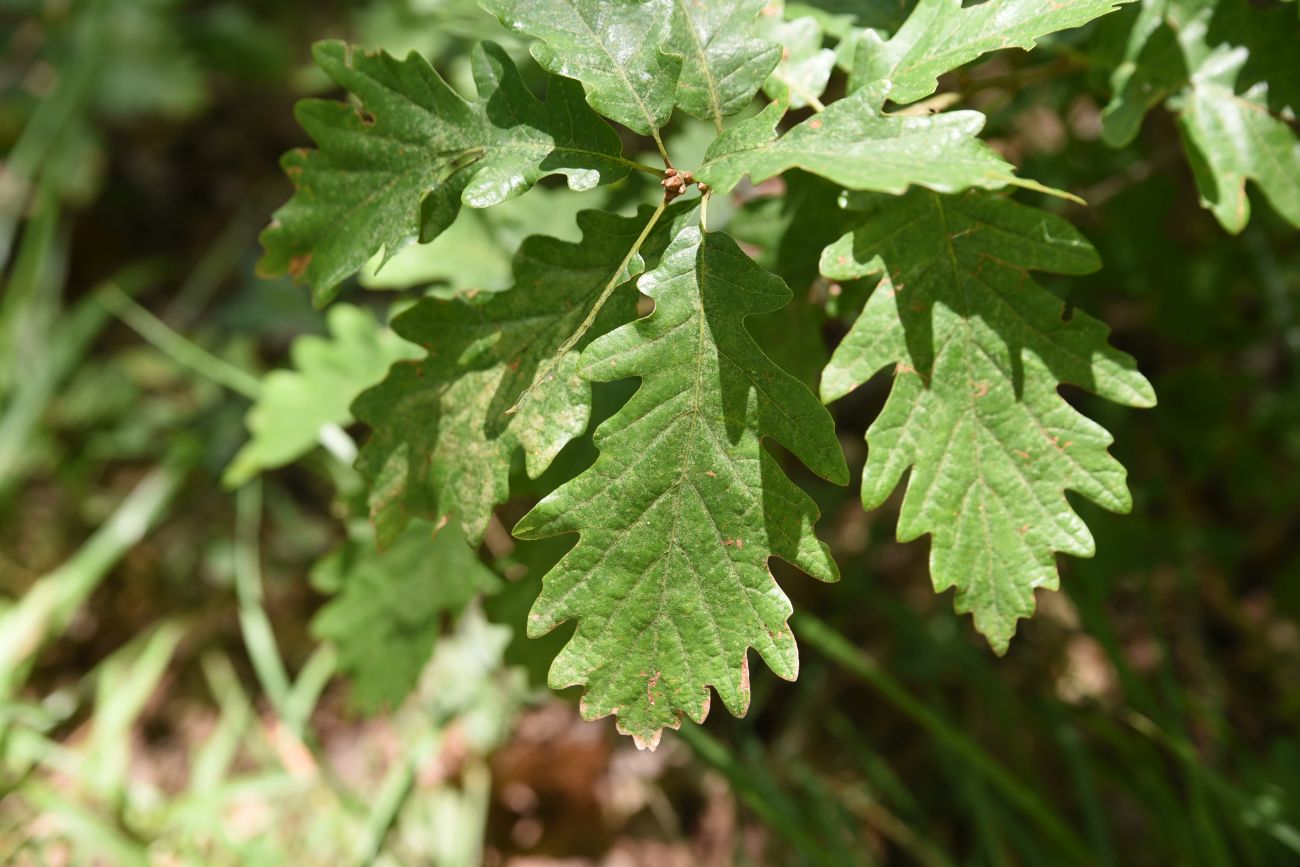 Image of Quercus petraea specimen.