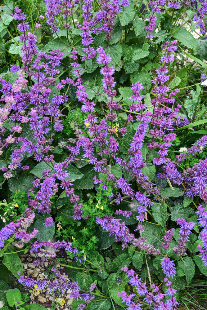 Image of Salvia verticillata specimen.