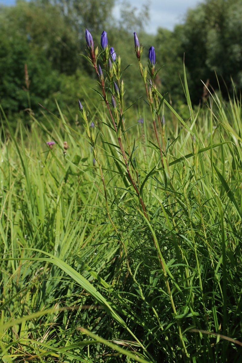 Изображение особи Gentiana pneumonanthe.