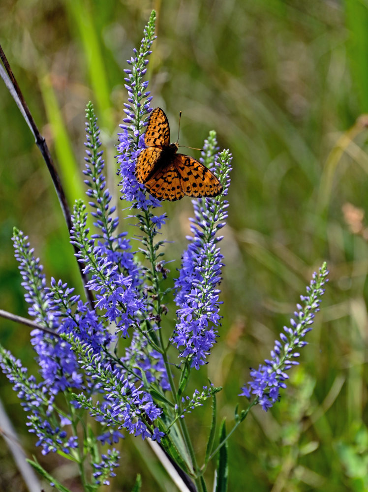 Image of Veronica spuria specimen.