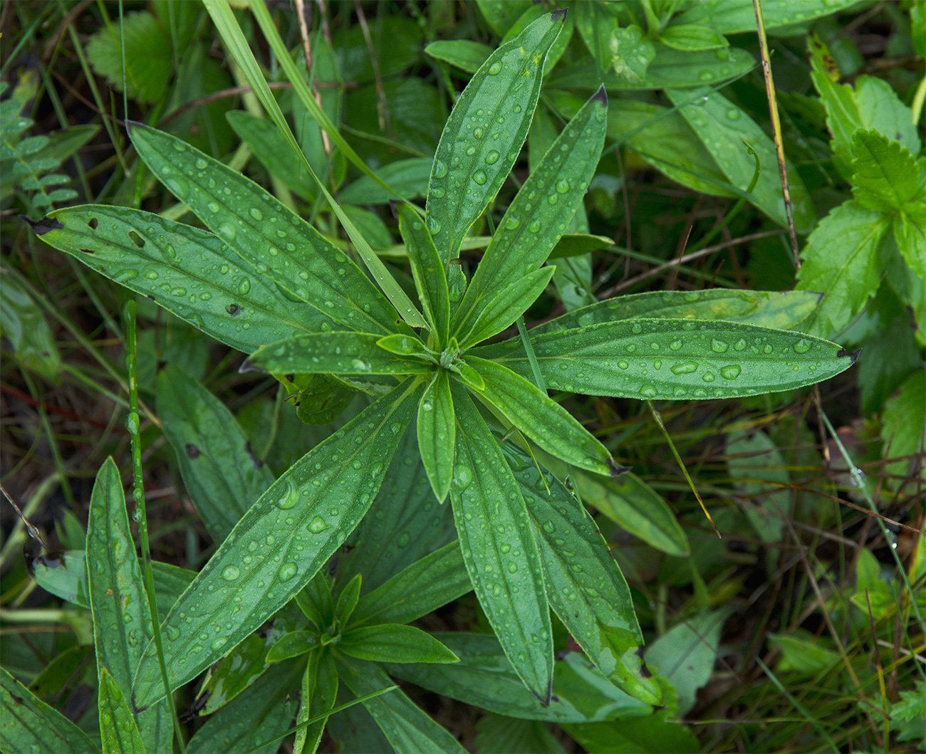 Image of Lithospermum officinale specimen.