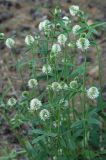 Trifolium montanum