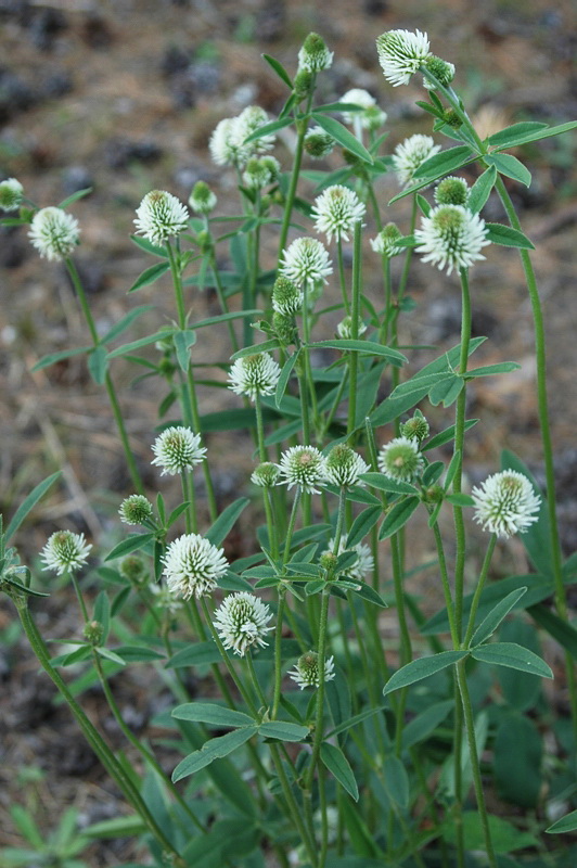 Image of Trifolium montanum specimen.