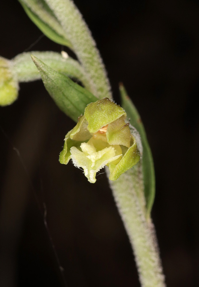 Изображение особи Epipactis microphylla.