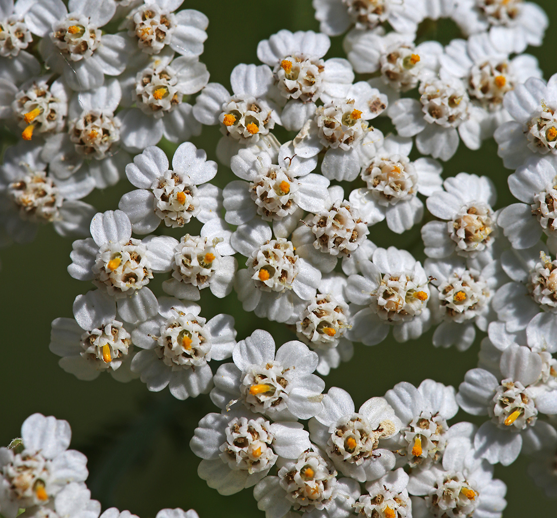 Image of Achillea millefolium specimen.