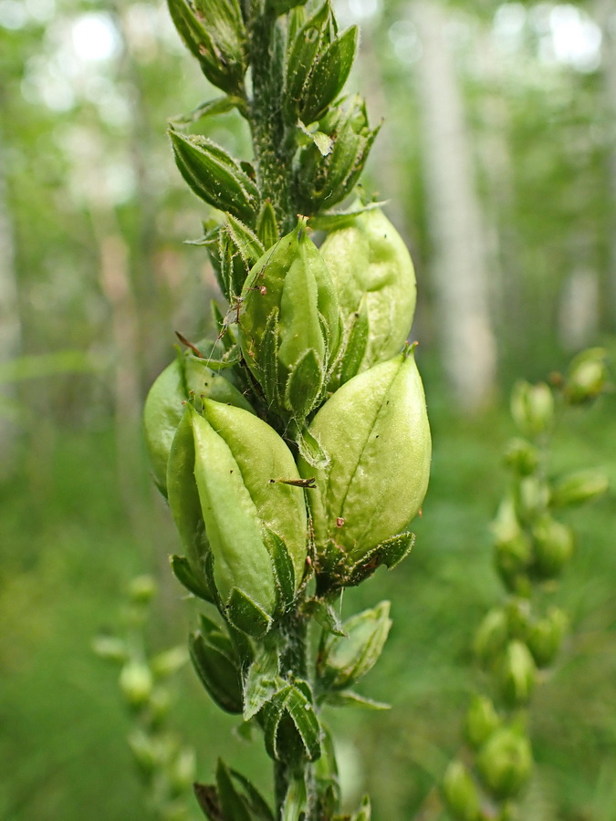 Изображение особи Veratrum dolichopetalum.