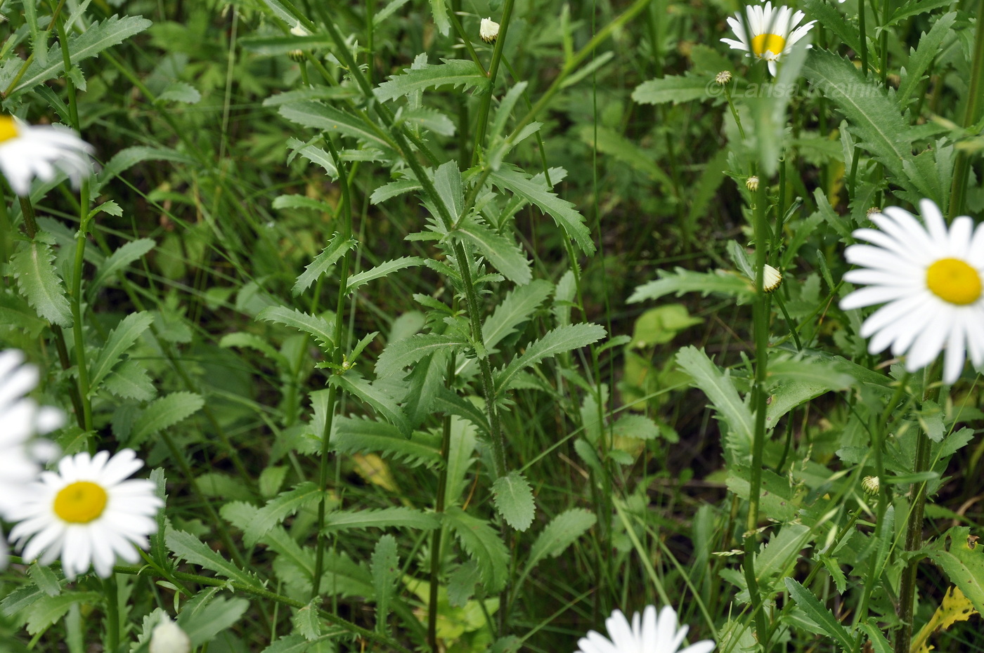 Image of genus Leucanthemum specimen.