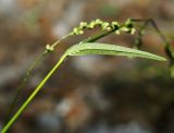 Persicaria viscofera. Часть побега. Приморский край, г. Владивосток, территория БСИ ДВО РАН, на насыпи. 30.07.2024.