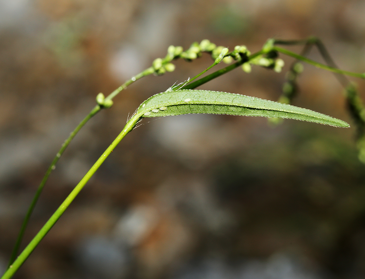 Изображение особи Persicaria viscofera.