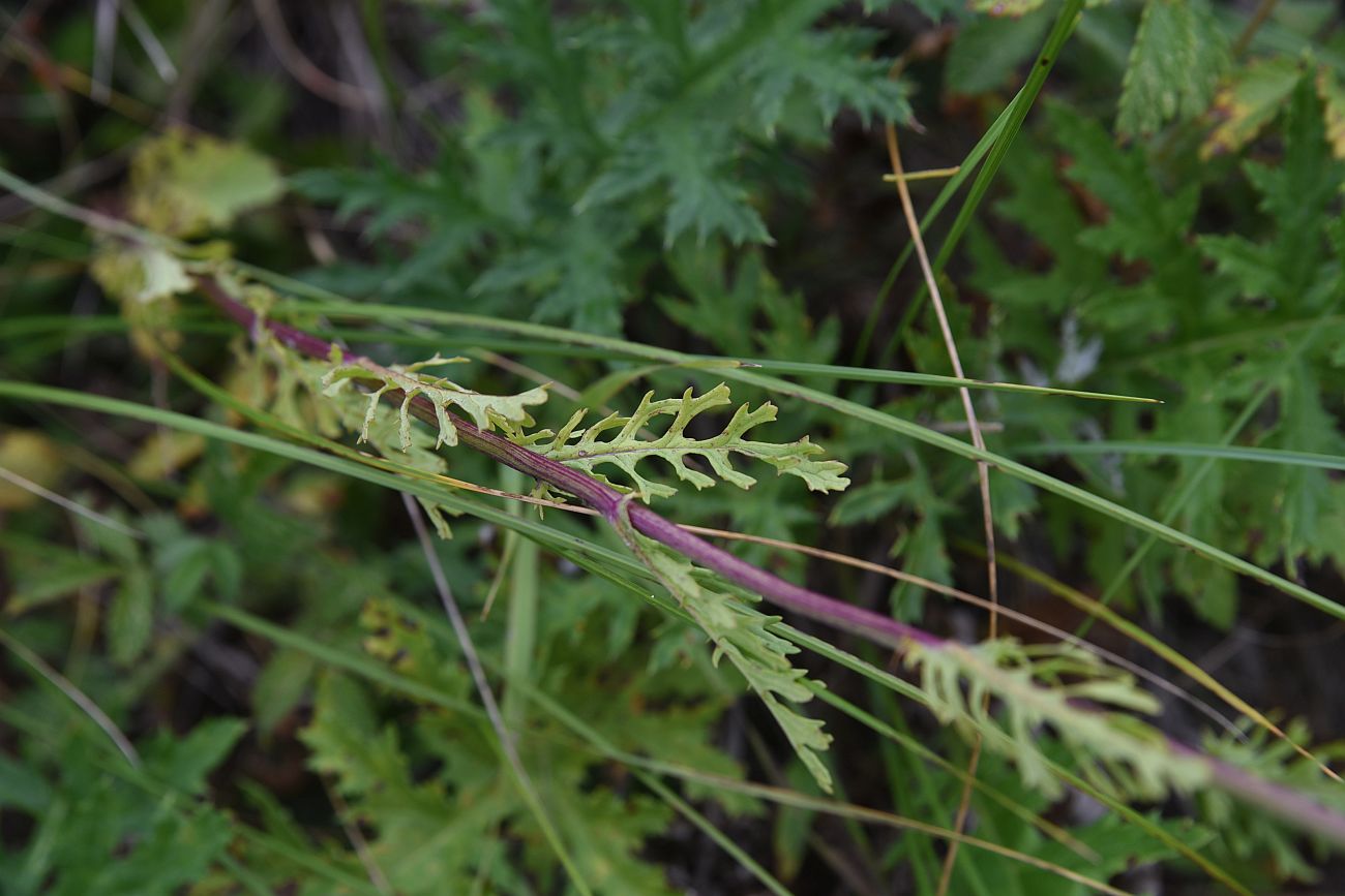 Image of Senecio jacobaea specimen.