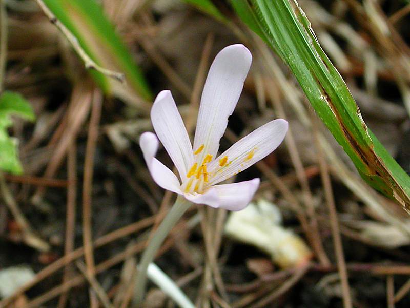 Image of Colchicum umbrosum specimen.