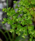 Euphorbia stricta. Верхушки побегов с соплодиями. Грузия, Имеретия, окр. монастыря Моцамета, каменистый склон. 14.06.2023.