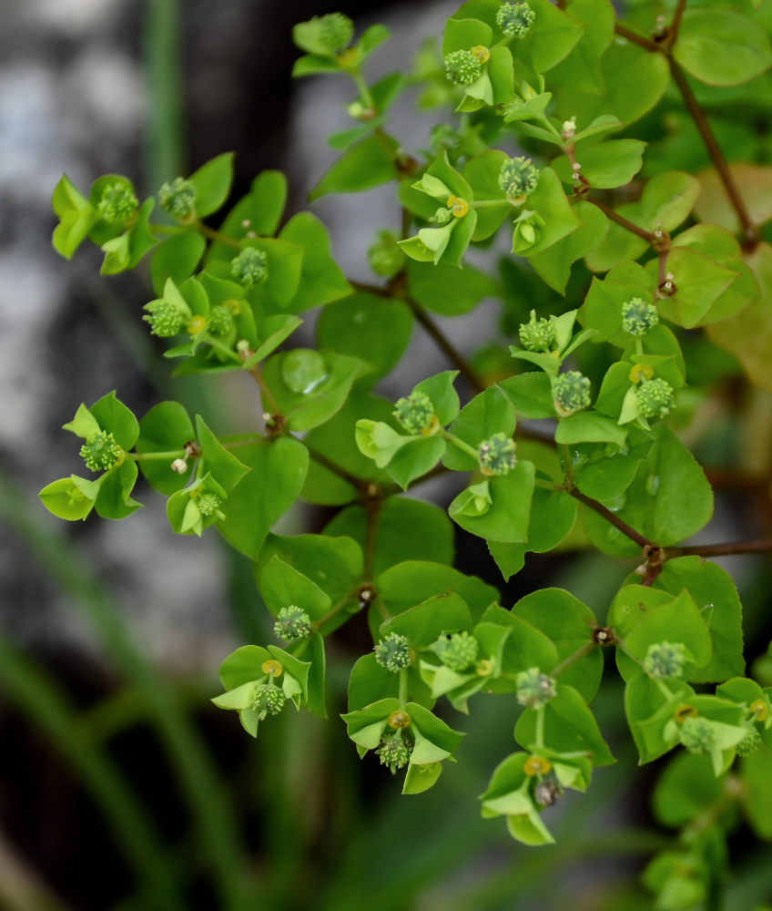 Image of Euphorbia stricta specimen.