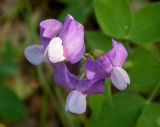 Lathyrus laxiflorus. Цветки. Крым, Южный Берег, подножие горы Аю-Даг, окр. ПГТ Партенит. 24.05.2024.