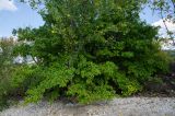 genus Crataegus. Плодоносящие растения в сообществе с Populus. Самарская обл., Ставропольский р-н, окр. с. Жигули, Молодецкий курган, на границе суходольного луга и песчано-галечного берега залива Жигулёвская Труба. 7 сентября 2023 г.