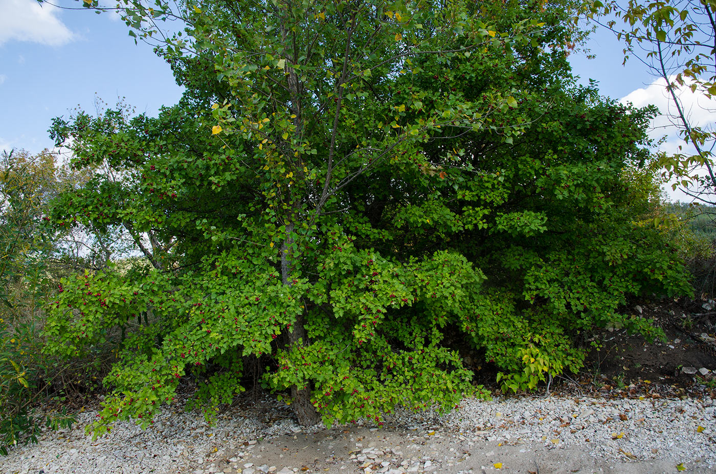 Изображение особи род Crataegus.