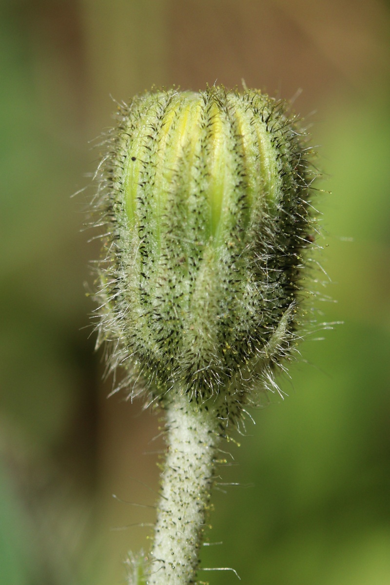 Изображение особи Pilosella officinarum.