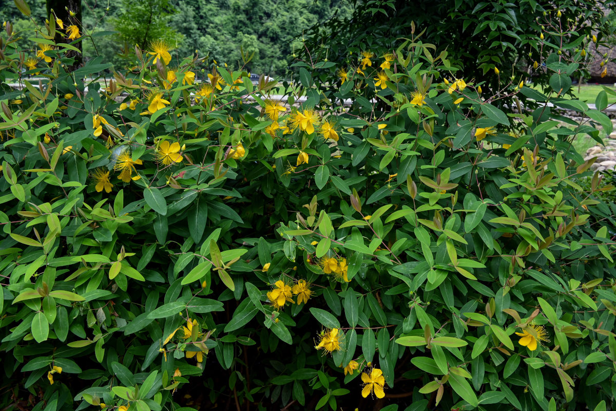 Изображение особи Hypericum monogynum.