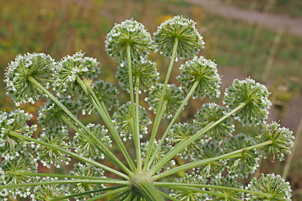 Image of Seseli annuum specimen.