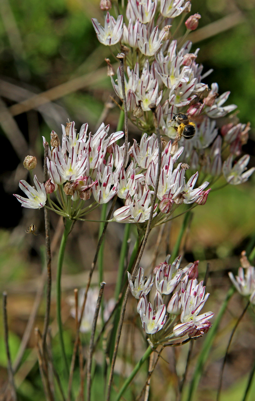 Image of Allium inaequale specimen.