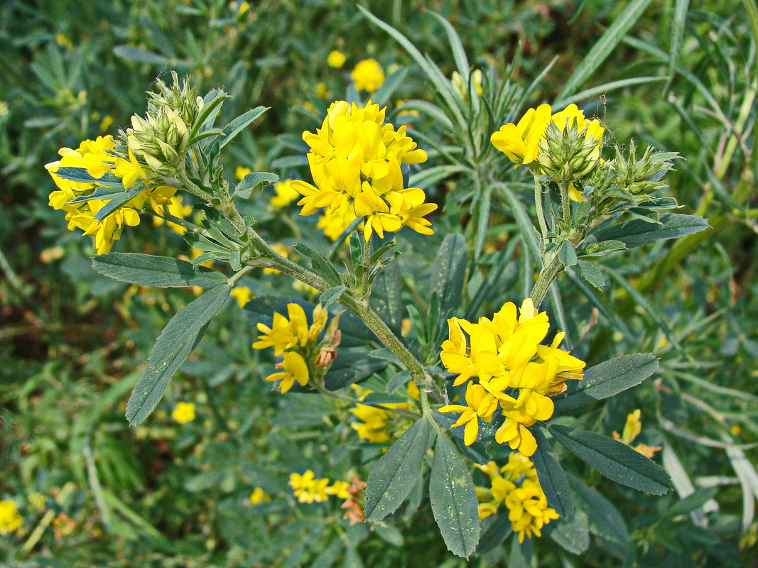 Image of Medicago falcata specimen.