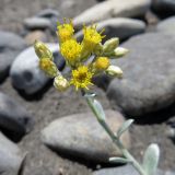 Cladochaeta candidissima