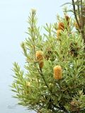 род Banksia