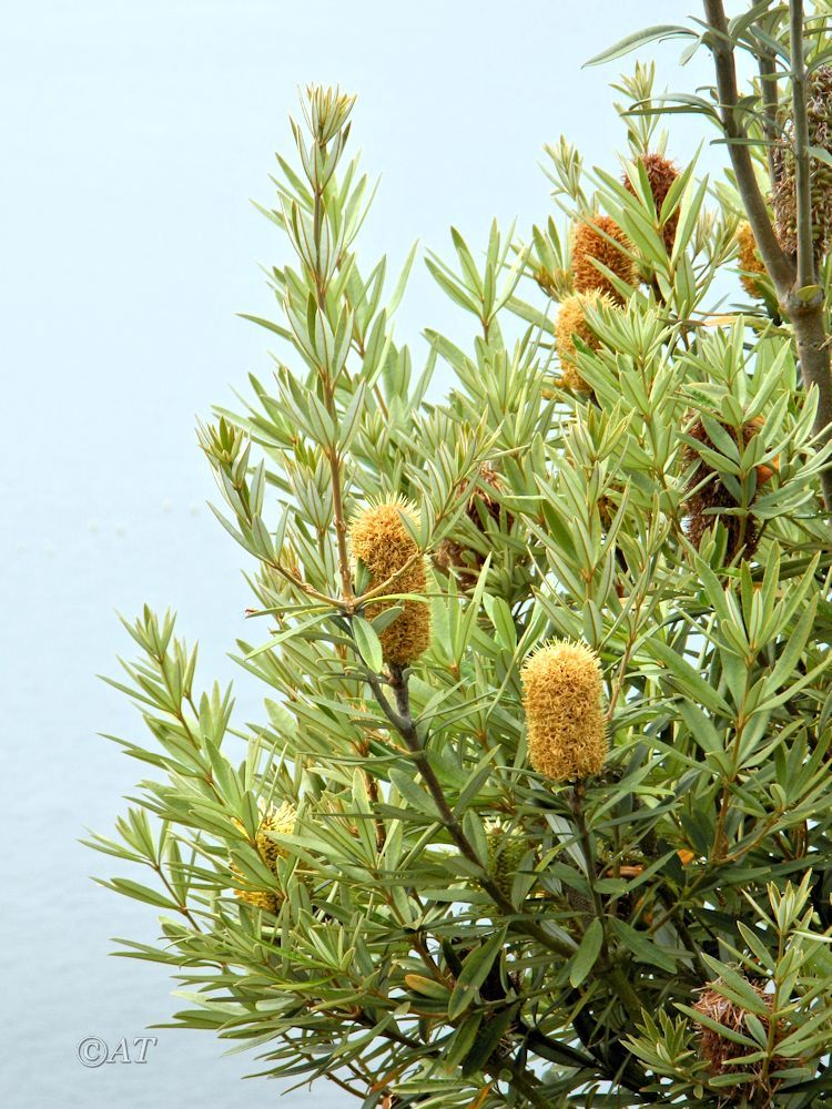 Image of genus Banksia specimen.