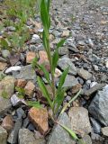 Erigeron acris