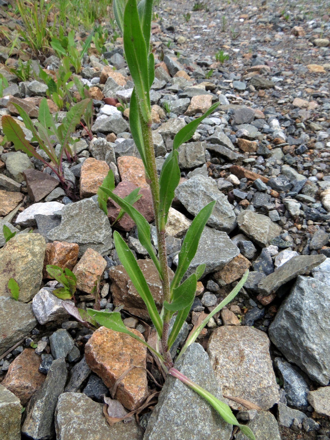 Изображение особи Erigeron acris.