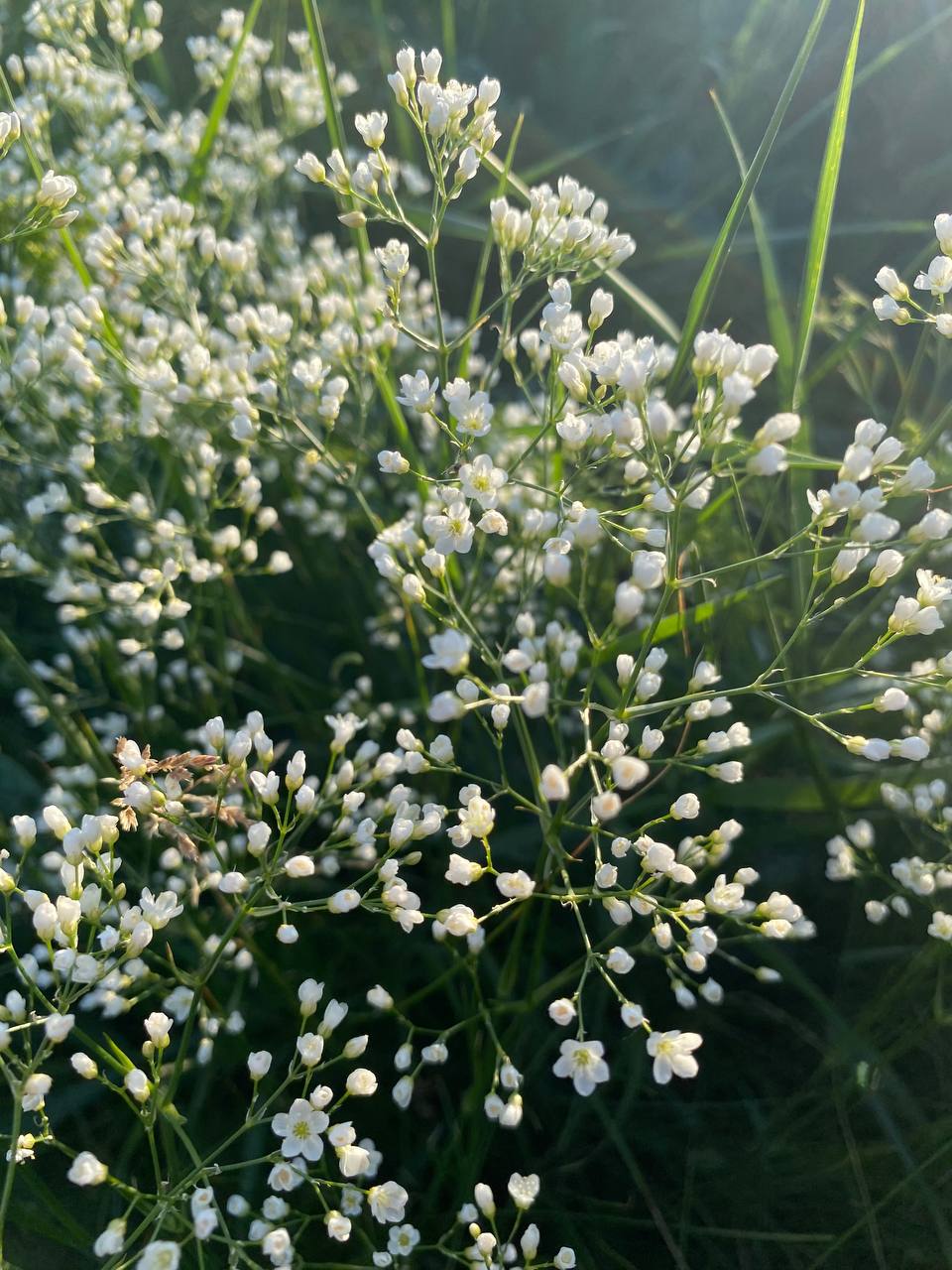 Image of Eremogone longifolia specimen.