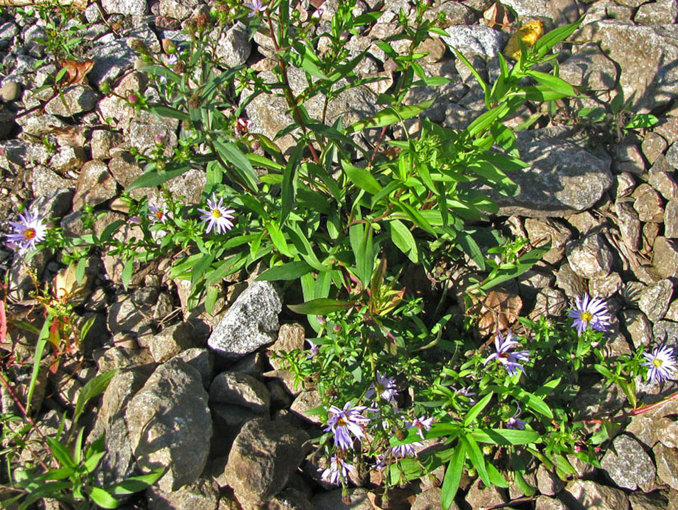 Image of Symphyotrichum &times; salignum specimen.