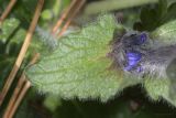 Ajuga orientalis. Лист на цветоносном побеге. Крым, Бахчисарайский р-н, обочина грунтовой дороги в горном лесу в р-не пгт Куйбышево. 18.04.2025.