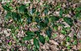 View full-size image Ilex colchica