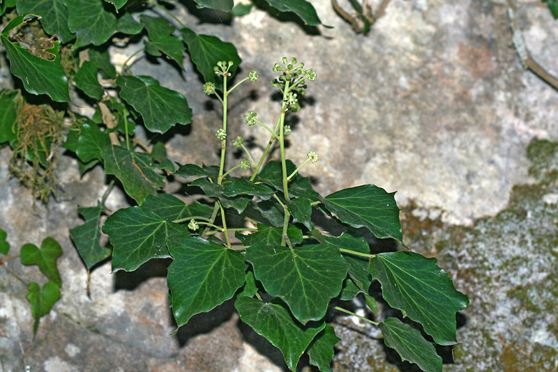 Image of Hedera helix specimen.