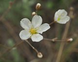 Смотреть изображение Eremogone biebersteinii