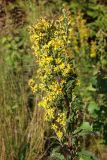 View full-size image Solidago virgaurea