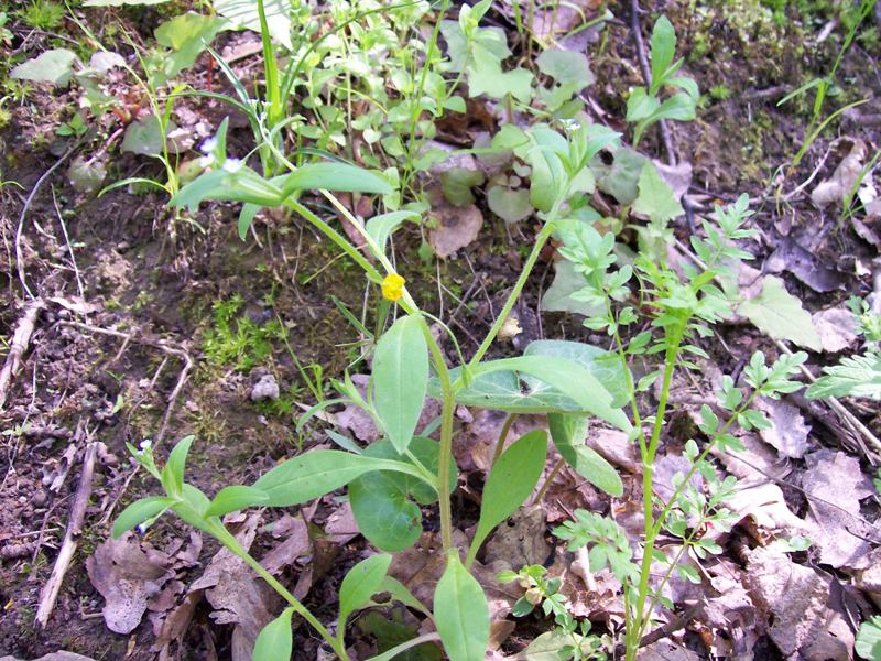 Image of Myosotis sparsiflora specimen.