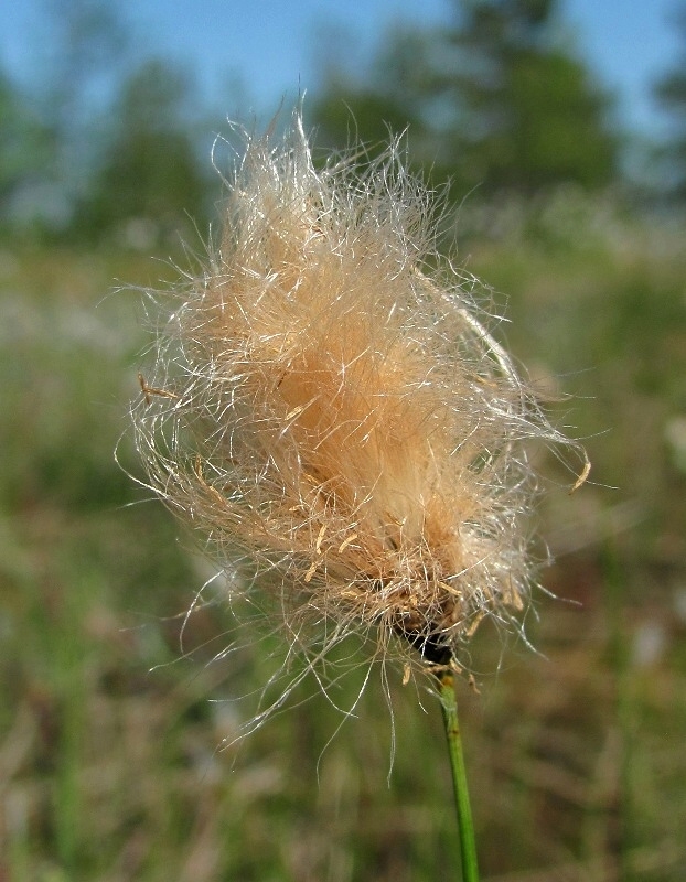 Image of Eriophorum russeolum specimen.