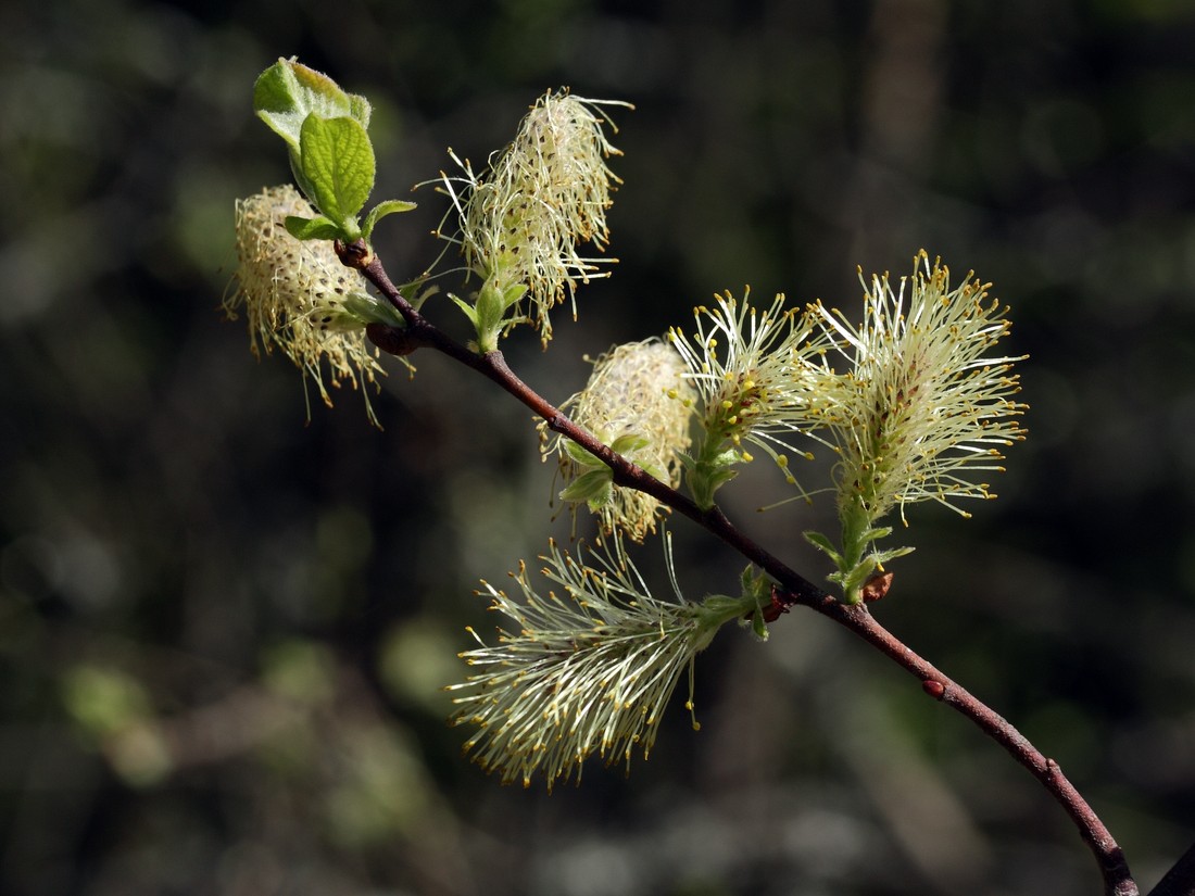 Image of Salix aurita specimen.